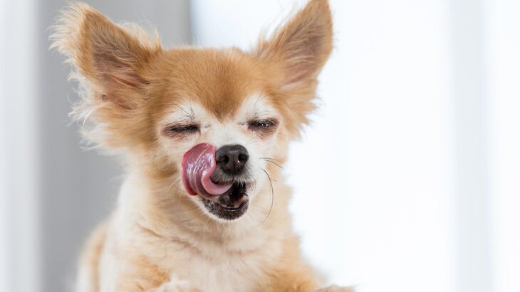 犬が『お腹いっぱい』になった時のサイン３つ　食べすぎるリスクや注意点まで(ブログ)