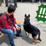 旅行中に会うはずがない『じぃじとばぁば』がいたら、大型犬が…想定外の展開で見せた行動が25万再生「お茶目で可愛い」「察知能力すごい」(ブログ)