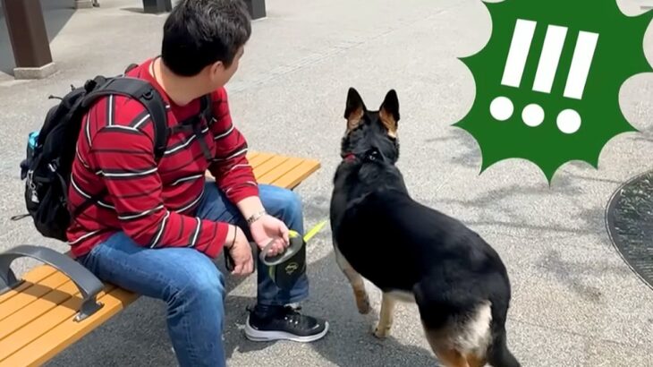 旅行中に会うはずがない『じぃじとばぁば』がいたら、大型犬が…想定外の展開で見せた行動が25万再生「お茶目で可愛い」「察知能力すごい」(ブログ)