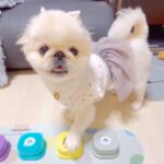 本当に喋ってるみたい…！犬と『会話ボタン』を練習→1日目で見せた『驚きの成果』が2万再生「完璧すぎる」「絶妙なタイミングで笑ったｗ」の声(ブログ)