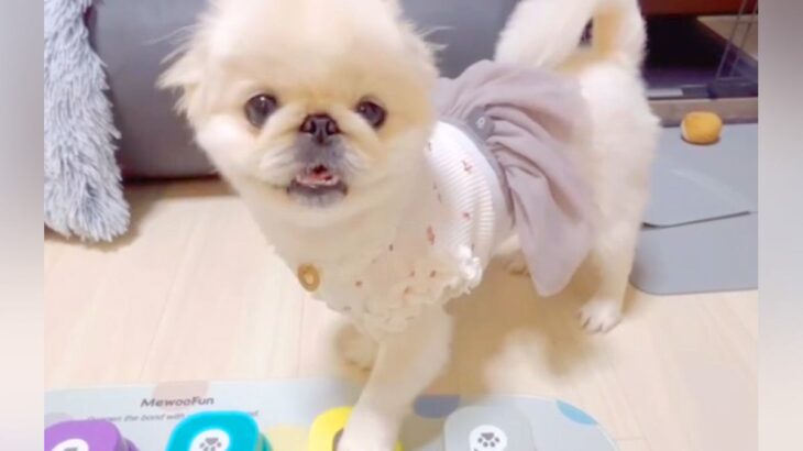 本当に喋ってるみたい…！犬と『会話ボタン』を練習→1日目で見せた『驚きの成果』が2万再生「完璧すぎる」「絶妙なタイミングで笑ったｗ」の声(ブログ)