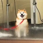 ペットホテルに預けた柴犬をお迎えに→窓越しに気が付いて…あまりにも尊い『発見した瞬間の行動』が23万再生「国宝級の可愛さ」「愛しかない」(ブログ)