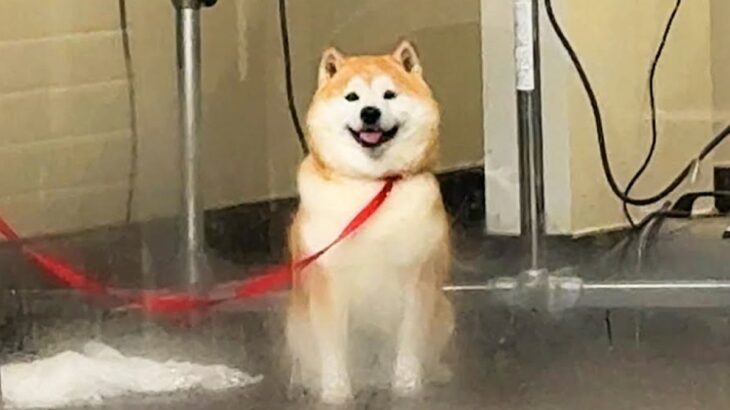 ペットホテルに預けた柴犬をお迎えに→窓越しに気が付いて…あまりにも尊い『発見した瞬間の行動』が23万再生「国宝級の可愛さ」「愛しかない」(ブログ)