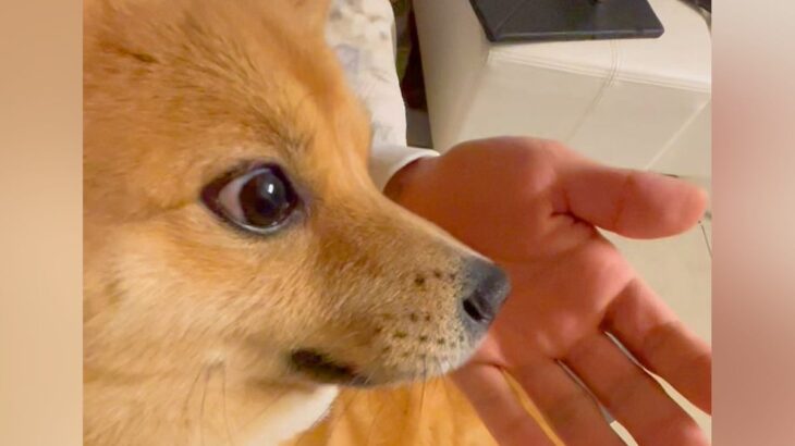 犬を撫でている最中に『毛が抜けちゃったドッキリ』してみた結果→思った以上に『ブチギレる光景』が212万再生「目がマジで草」「激怒ｗ」と爆笑(ブログ)