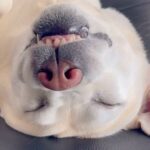 爆睡している大型犬を観察中→目が覚めた瞬間…なぜか『気まずい空気が流れる光景』に「油断も隙もありまくり」「平和で何よりｗ」と反響(ブログ)