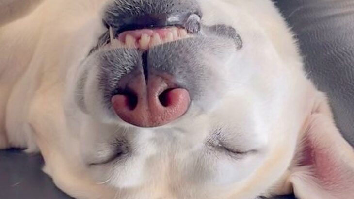 爆睡している大型犬を観察中→目が覚めた瞬間…なぜか『気まずい空気が流れる光景』に「油断も隙もありまくり」「平和で何よりｗ」と反響(ブログ)