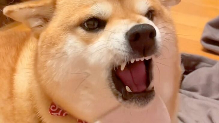 『アゴは嫌なの』犬のブラッシングしていたら…場所によって態度が急変する光景に307万再生の反響「声がクセ強ｗ」「あくび可愛い」(ブログ)