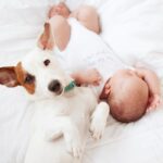 犬がみせる『尊すぎる行動』4つ　あなたの愛犬はどう？愛おしさが溢れる瞬間とは(ブログ)