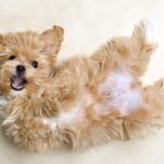犬が『ゴロスリ』しているときの心理5つ　地面に体を擦り付けようとするワケとは？(ブログ)