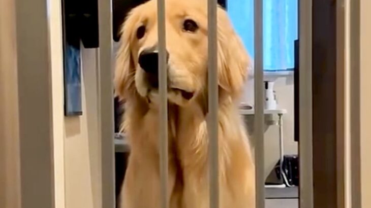 ゴミ捨てに行っている間、大型犬の行動をカメラで観察したら…想定以上だった『健気すぎる行動』が97万再生「本当に人間みたい」「可愛い」の声(ブログ)