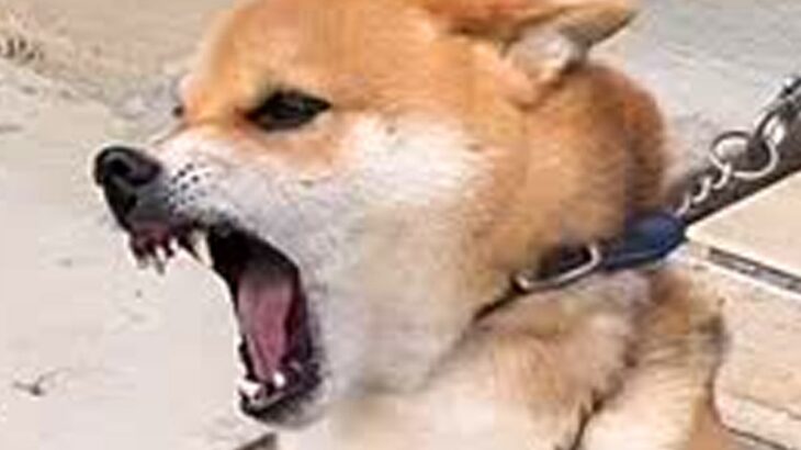本気で噛む犬がプロのトレーニングで激変→飼い主から連絡があり…涙が止まらない『現在の光景』に「よく頑張った」と309万再生の反響(ブログ)