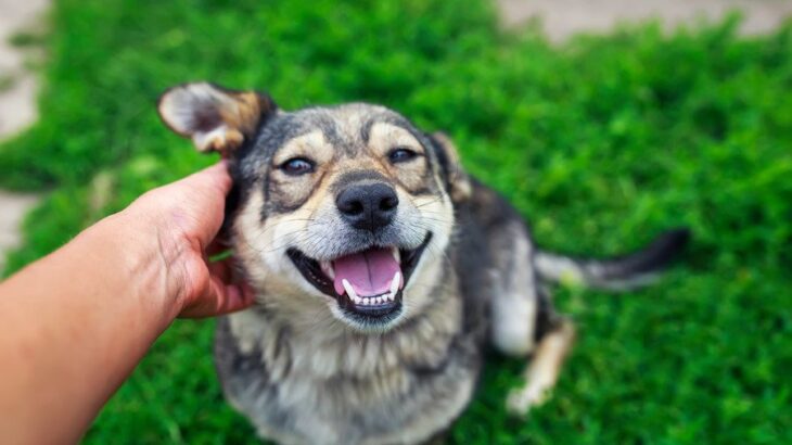 犬が嬉しい気持ちになる『褒め言葉』4選　愛犬のモチベーションを高める伝え方とは？(ブログ)