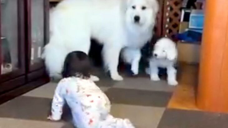 大喧嘩をしていた超大型犬と子犬→1歳の女の子が近づくと…思いがけない『神対応』が192万再生「人間でもなかなかできない」「素晴らしい」(ブログ)