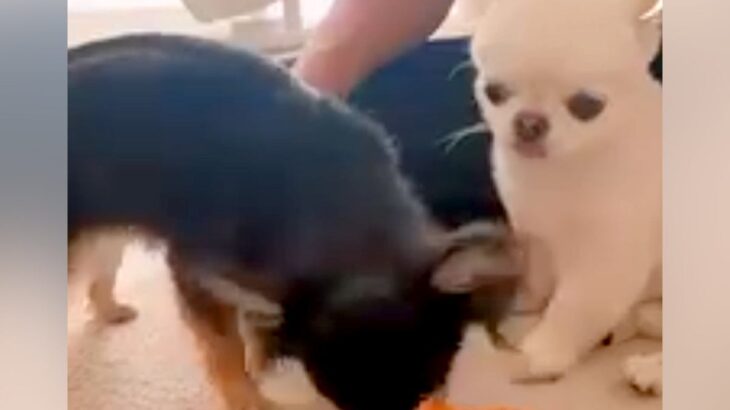 ２匹の犬に『同じおもちゃを渡した』結果→思っていたのと違う『妹犬の行動』が14万再生「人間の兄妹と一緒ｗ」「優しい」と絶賛の声(ブログ)