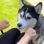 『どっちの手に入ってる？』ハスキー犬がおやつ当てゲームに挑戦したら…逆に凄い『まさかの結果』が4万再生「ある意味才能」「結果オーライ」(ブログ)