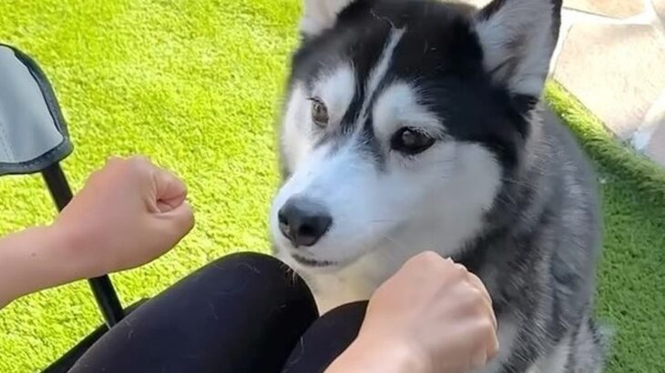 『どっちの手に入ってる？』ハスキー犬がおやつ当てゲームに挑戦したら…逆に凄い『まさかの結果』が4万再生「ある意味才能」「結果オーライ」(ブログ)