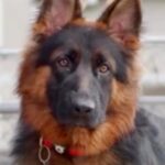 『賢くてカッコいい大型犬』を飼ったと思っていたら…想像とは程遠い『現実の光景』が13万再生「外見とのギャップがｗ」「アホ過ぎるの草」(ブログ)