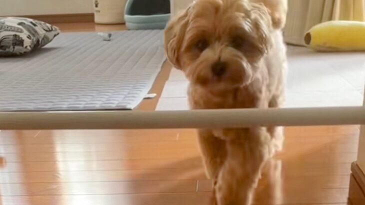 『犬のキッチン侵入防止用の棒』を少し高くした結果…初ドッキリで見せた『可愛すぎる行動』が38万再生「くぐらないの草」「ビックリしてるｗ」(ブログ)