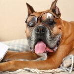 犬のことわざ、知ってる？日本の粋な表現から海外のユニークな教えまで徹底解説！(ブログ)
