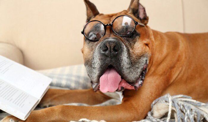 犬のことわざ、知ってる？日本の粋な表現から海外のユニークな教えまで徹底解説！(ブログ)