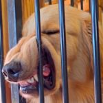 生後４ヵ月からある”大型犬の変なクセ”…「顔がすごいことにｗ」「普段はイケメンなのにｗ」思った以上の光景に18万再生の反響と爆笑の声(ブログ)