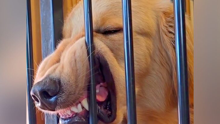 生後４ヵ月からある”大型犬の変なクセ”…「顔がすごいことにｗ」「普段はイケメンなのにｗ」思った以上の光景に18万再生の反響と爆笑の声(ブログ)