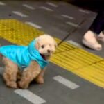 『フードで顔を隠した状態で散歩コースにいたら、愛犬は気付くのか？』検証したら…まさかの反応と可愛すぎる結末に「３度見ｗ」「天使」の声(ブログ)