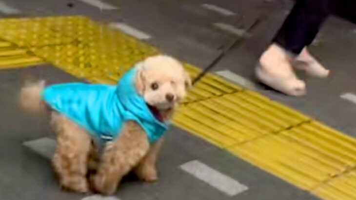 『フードで顔を隠した状態で散歩コースにいたら、愛犬は気付くのか？』検証したら…まさかの反応と可愛すぎる結末に「３度見ｗ」「天使」の声(ブログ)