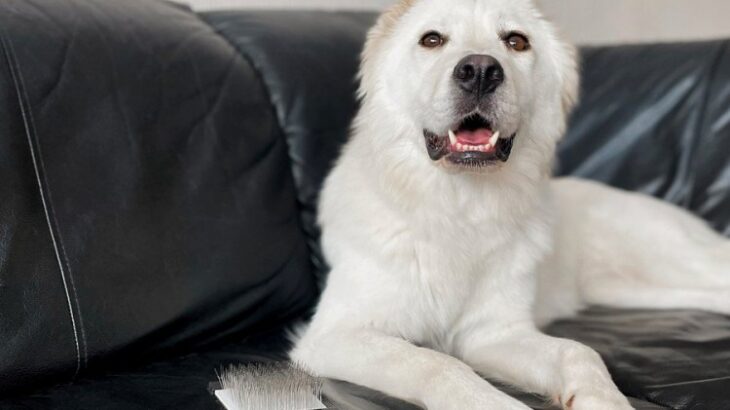 犬のお手入れに使う『スリッカーブラシ』の種類と違いとは？使い方から買い替えるタイミングまで解説(ブログ)