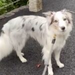 世界一賢いと言われる犬種に『新しい言葉』を教えた結果→予想を超える『驚きの行動』に絶賛「人間より頭いい」「案内するの天才」と46万再生(ブログ)