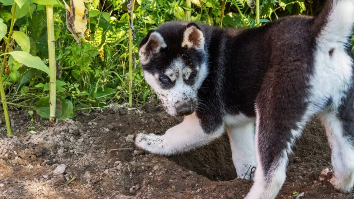 犬が持っている『習性と能力』4つ　飼う前に理解しておくべきポイントとは(ブログ)