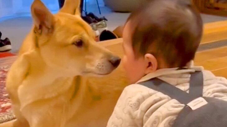 お父さんが帰宅したら、遊んでいた赤ちゃんと保護犬が…猛スピードすぎる『お出迎え光景』に「すっかり仲良し」「ほっこり」の声(ブログ)