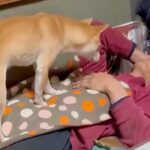年越しの瞬間、寝ているお父さんに犬が近づいた結果…可愛すぎる『まさかの行動』が13万再生「笑い止まらんｗ」「私もされたい」と爆笑の声(ブログ)