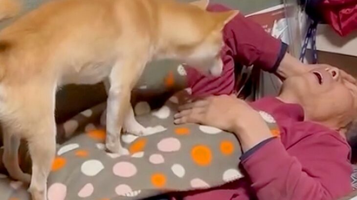 年越しの瞬間、寝ているお父さんに犬が近づいた結果…可愛すぎる『まさかの行動』が13万再生「笑い止まらんｗ」「私もされたい」と爆笑の声(ブログ)