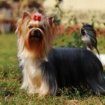 犬の毛を『キレイに維持』するために必要なこと5つ 　生活に取り入れたい習慣から正しいケア方法までご紹介(ブログ)