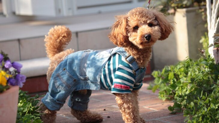 『服を嫌がる犬』の特徴5選　慣れるための練習方法や苦手意識を克服するためにできることまで(ブログ)