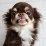 犬の『フードアグレッシブ』とは？ご飯を食べる時に起こる原因や対処法について解説(ブログ)