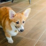 犬が家の中を徘徊しているときの理由5つ　愛犬が歩き回る心理から落ち着かせる方法まで(ブログ)