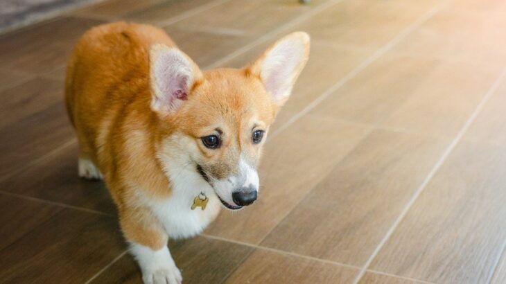 犬が家の中を徘徊しているときの理由5つ　愛犬が歩き回る心理から落ち着かせる方法まで(ブログ)