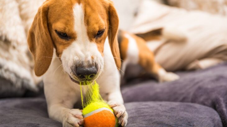 『飼い主のストレス』が愛犬に与えている影響4つ　生じる変化から注意すべきポイントまで(ブログ)