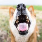 犬が拾い食いすると『超危険なもの』5選　誤食によって命を落とす可能性も…(ブログ)