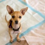 犬がおしっこの前にやりがちな行動5つ　不思議な仕草のワケとは？対処法まで解説(ブログ)