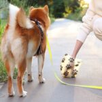 犬のウンチで体調不良を判断する方法とは？できるだけ早く病院へ連れて行くべき便の状態まで(ブログ)