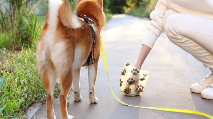 犬のウンチで体調不良を判断する方法とは？できるだけ早く病院へ連れて行くべき便の状態まで(ブログ)
