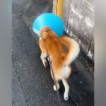 エリザベスカラーに慣れていない犬→お散歩に連れていった結果…ありえないほど『不器用すぎる姿』が262万再生「もはや壊そうとしてて草」(ブログ)