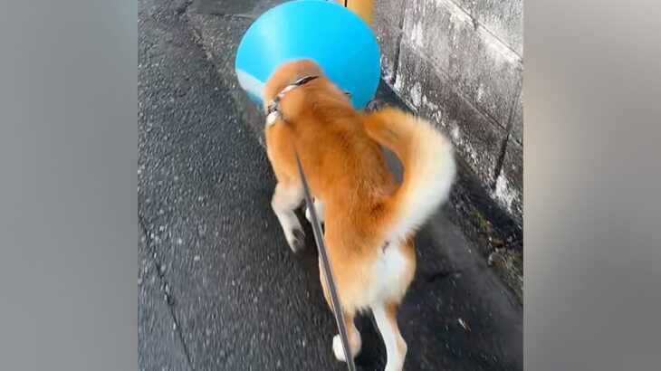 エリザベスカラーに慣れていない犬→お散歩に連れていった結果…ありえないほど『不器用すぎる姿』が262万再生「もはや壊そうとしてて草」(ブログ)