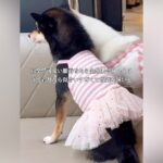 5000円の可愛い服が似合わない犬→ふと『お米の袋』を着せてみた結果…『まさかの光景』が147万再生「最高ｗ」「しっくりきてて草」と爆笑(ブログ)