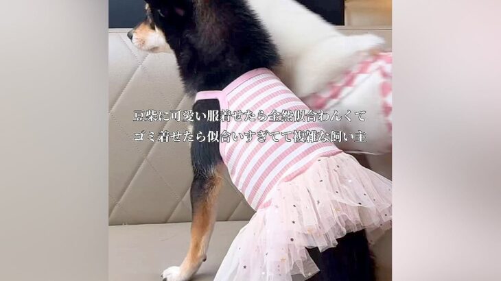 5000円の可愛い服が似合わない犬→ふと『お米の袋』を着せてみた結果…『まさかの光景』が147万再生「最高ｗ」「しっくりきてて草」と爆笑(ブログ)