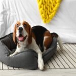犬に『絶対NGな寝床』5選　病気やトラブルを引き起こす危険な状態とは？(ブログ)
