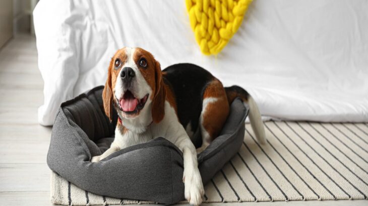 犬に『絶対NGな寝床』5選　病気やトラブルを引き起こす危険な状態とは？(ブログ)